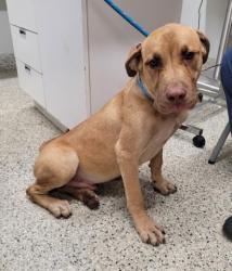 Shelter Stray Male Dog last seen Near BLOCK SAINT LOUIS ST, DETROIT, MI 48234, 7401 Chrysler Dr, Detroit, MI 48211, USA