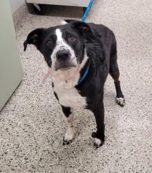 Shelter Stray Female Dog last seen , 7401 Chrysler Dr, Detroit, MI 48211, USA