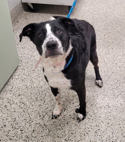 Shelter Stray Female Dog last seen , 7401 Chrysler Dr, Detroit, MI 48211, USA