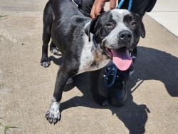Shelter Stray Male Dog last seen Near BLOCK HARPER AVE, DETROIT, MI 48224, 7401 Chrysler Dr, Detroit, MI 48211, USA