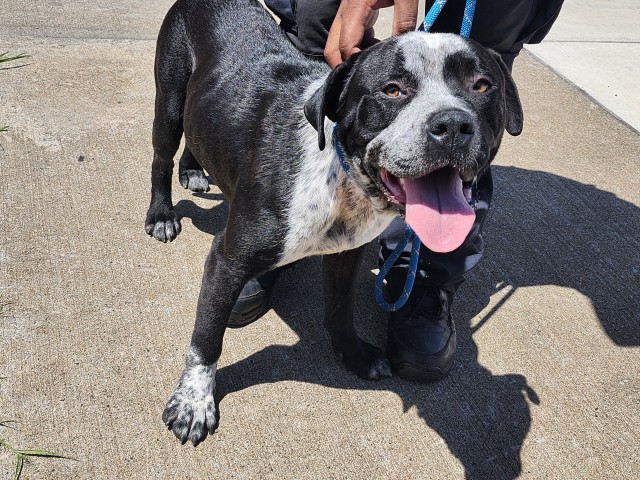 Shelter Stray Male Dog last seen Near BLOCK HARPER AVE, DETROIT, MI 48224, 7401 Chrysler Dr, Detroit, MI 48211, USA