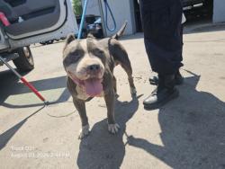 Shelter Stray Male Dog last seen Near BLOCK SCHAEFER HWY, DETROIT, MI , 48227, 7401 Chrysler Dr, Detroit, MI 48211, USA