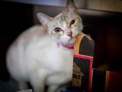 Shelter Stray Female Cat last seen , 14409 Vanowen St, Van Nuys, CA 91405, USA