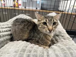 Shelter Stray Female Cat last seen , 14409 Vanowen St, Van Nuys, CA 91405, USA
