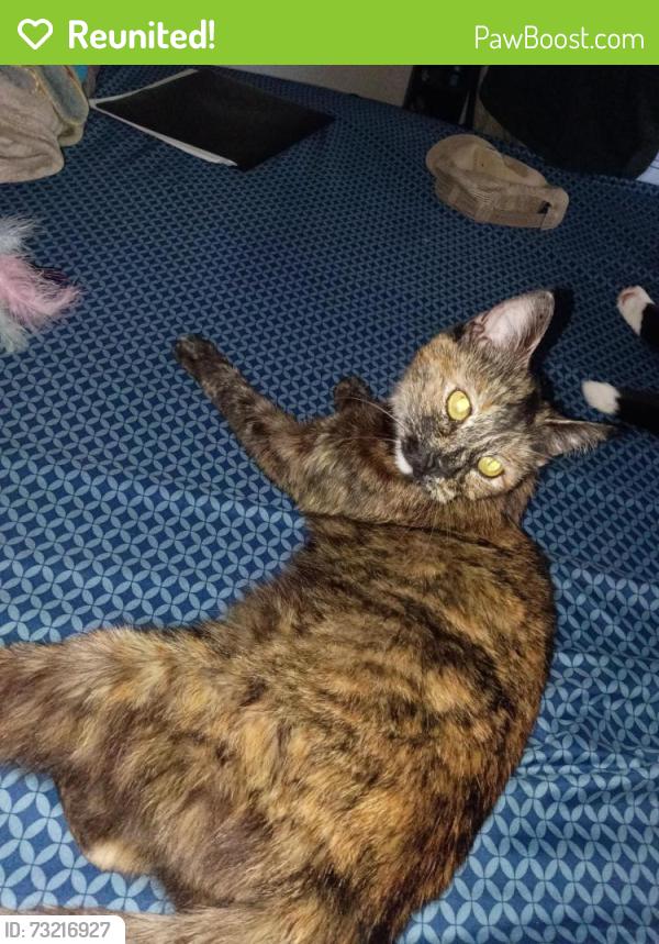 Reunited Female Cat last seen Pacific and Peach tree, Fairfield, CA 94533