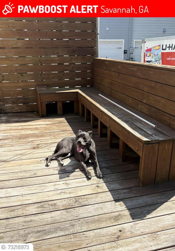 Lost Male Dog last seen Forsyth Park, Savannah, GA 31401