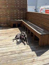 Lost Male Dog last seen Forsyth Park, Savannah, GA 31401