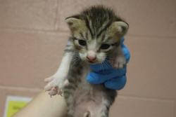 Shelter Stray Female Cat last seen Near BLOCK N KINGS WAY, 127 Humane Ln, Columbia, SC 29201, USA