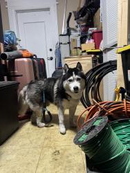 Reunited Unknown Dog last seen johnson st, Hollywood, FL 33021