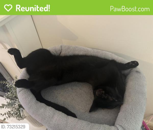 Reunited Female Cat last seen Chafford hundred, Chafford Hundred, England 