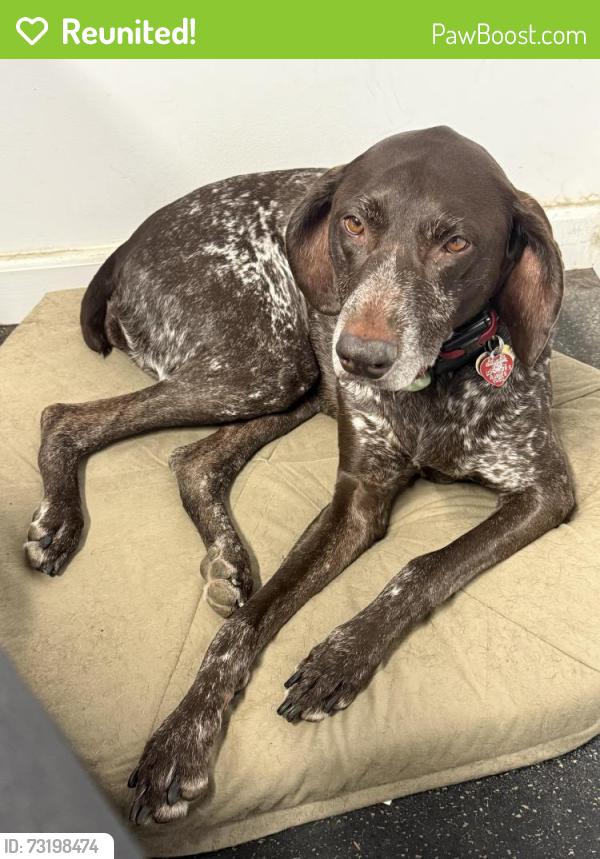 Reunited Female Dog last seen 14th NW and 24th NW, Gig Harbor, WA 98335