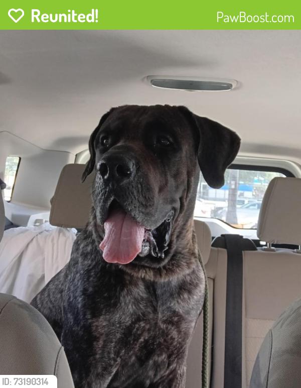 Reunited Male Dog last seen Oso Pool Park in Mcardle and Whetiker, Corpus Christi, TX 78414