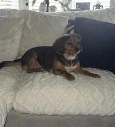 Lost Male Dog last seen Parr,St.helens, St Helens, England WA9 2BG