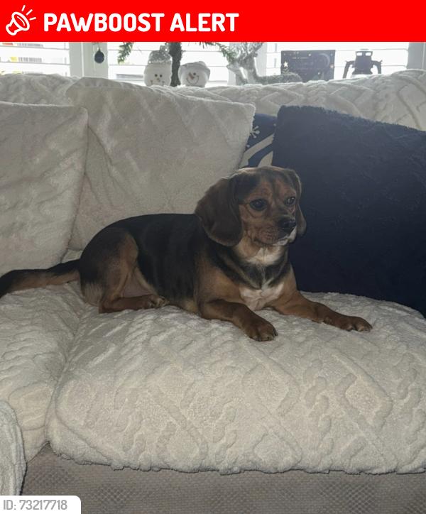 Lost Male Dog last seen Parr,St.helens, St Helens, England WA9 2BG