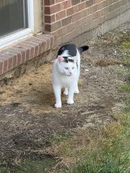 Found/Stray Unknown Cat last seen Beacon hill building 5- 5055, Rockford, IL 61109