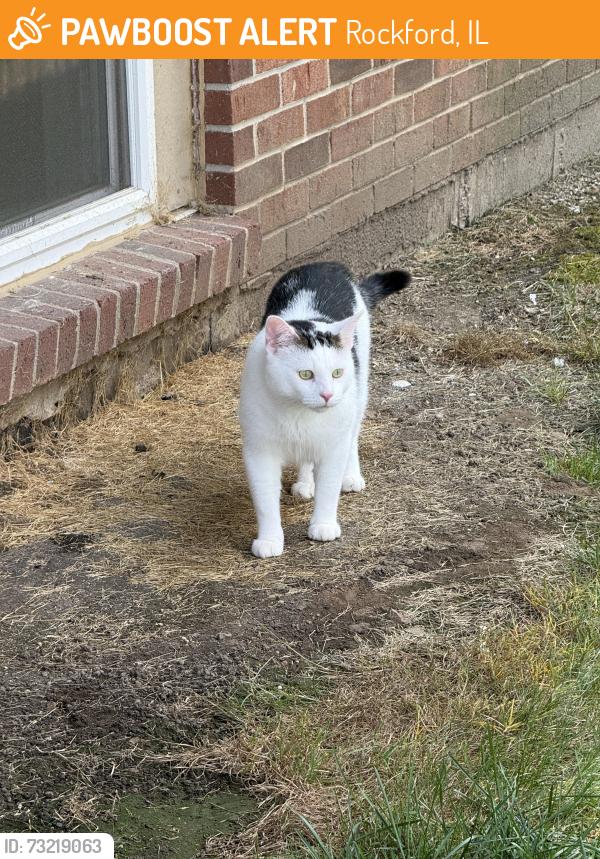 Found/Stray Unknown Cat last seen Beacon hill building 5- 5055, Rockford, IL 61109
