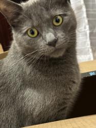 Reunited Female Cat last seen Stanley and Chevy Chase, Glendale, CA 91206