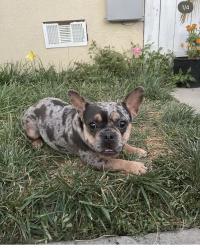 Reunited Female Dog last seen Avenue b, Yuma, AZ 85364