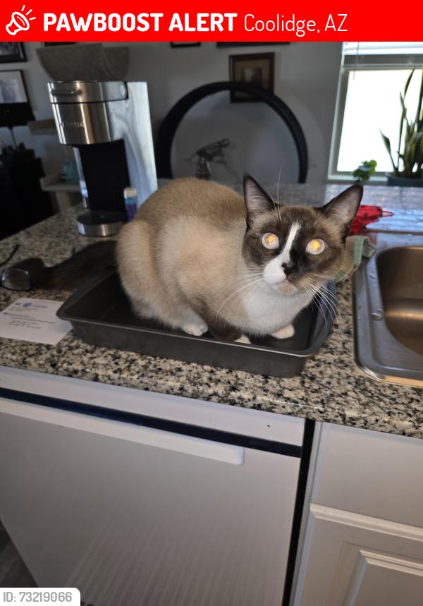 Lost Female Cat last seen McClellan meadows, Coolidge, AZ 85128