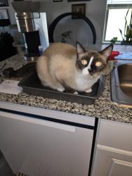 Lost Female Cat last seen McClellan meadows, Coolidge, AZ 85128