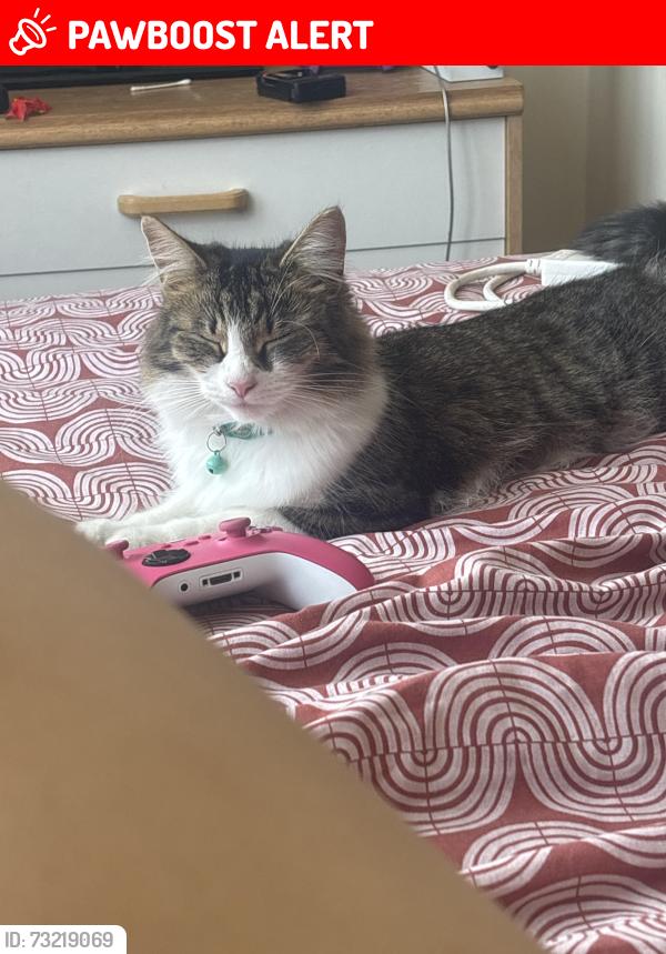 Lost Female Cat last seen Taylor Road, West Midlands, England WV4 6HT