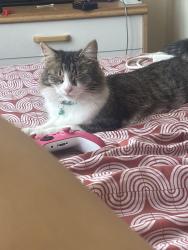 Lost Female Cat last seen Taylor Road, West Midlands, England WV4 6HT