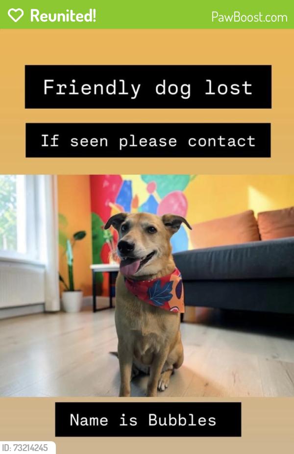 Reunited Female Dog last seen Rhode Island hosp, Providence, RI 02903