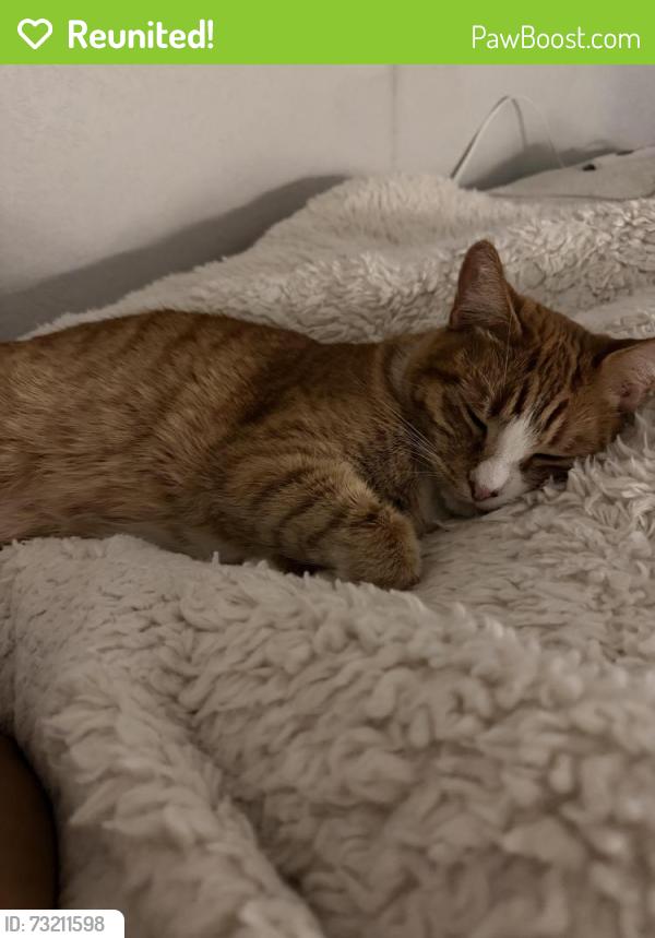 Reunited Male Cat last seen Cubbon and Shelton, Santa Ana, CA 92703