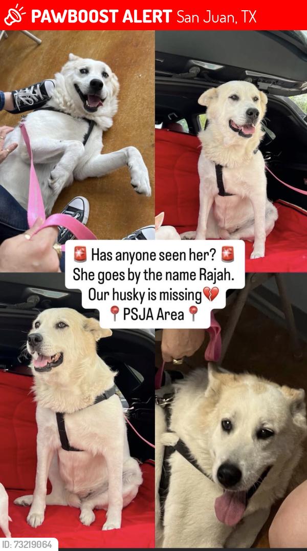 Lost Female Dog last seen Arguello Colonia, San Juan, TX 78589