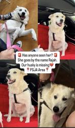 Lost Female Dog last seen Arguello Colonia, San Juan, TX 78589
