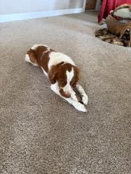 Lost Male Dog last seen Payette Heights Road and 7th Avenue Nortg, Payette, ID 83661