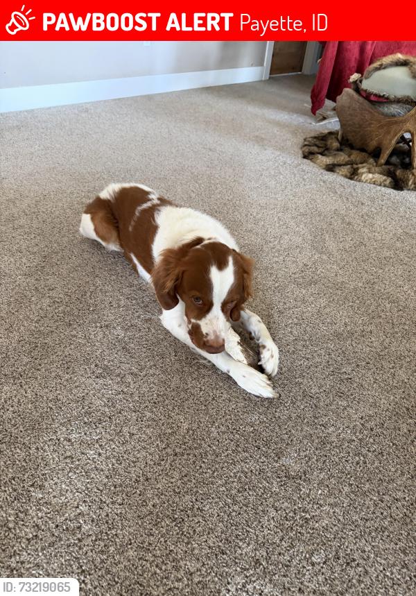 Lost Male Dog last seen Payette Heights Road and 7th Avenue Nortg, Payette, ID 83661