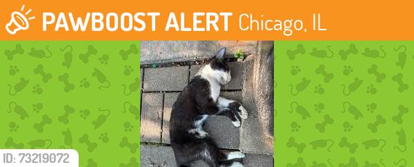 Found/Stray Unknown Cat last seen Irving Park and Hoyne, Chicago, IL 60618