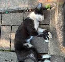 Found/Stray Unknown Cat last seen Irving Park and Hoyne, Chicago, IL 60618