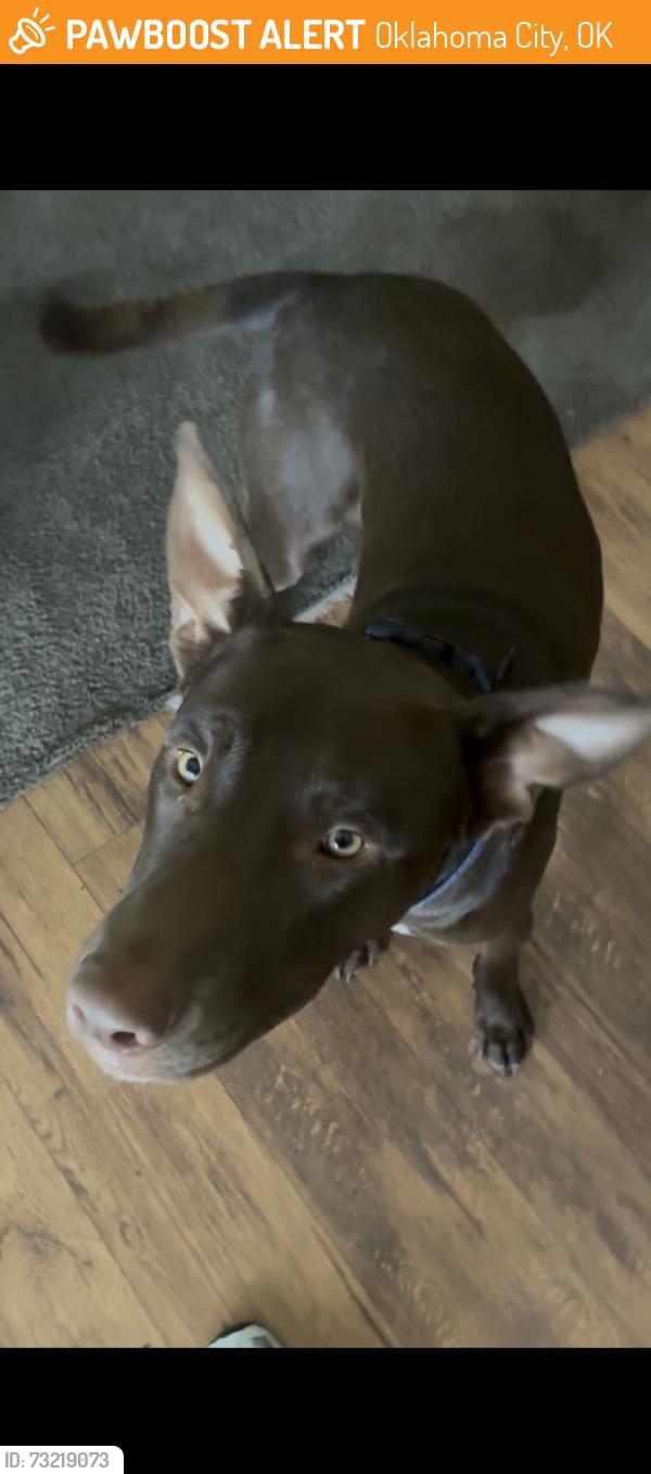 Found/Stray Male Dog last seen 59th and independence, Oklahoma City, OK 73119