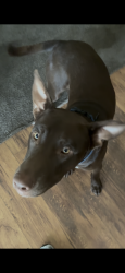 Found/Stray Male Dog last seen 59th and independence, Oklahoma City, OK 73119