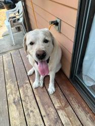 Reunited Male Dog last seen SW ann St and SW 121st ave tigard oregon, Tigard, OR 97223