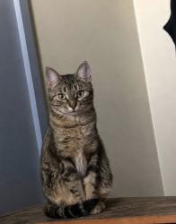 Reunited Female Cat last seen Ranchlands, Calgary, AB T3G 1J7