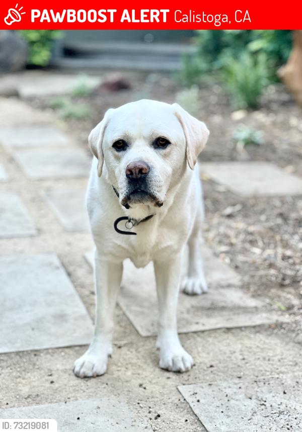 Lost Male Dog last seen Hwy 128 / Tubbs Lane, Calistoga, CA 94515
