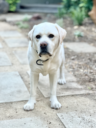 Lost Male Dog last seen Hwy 128 / Tubbs Lane, Calistoga, CA 94515