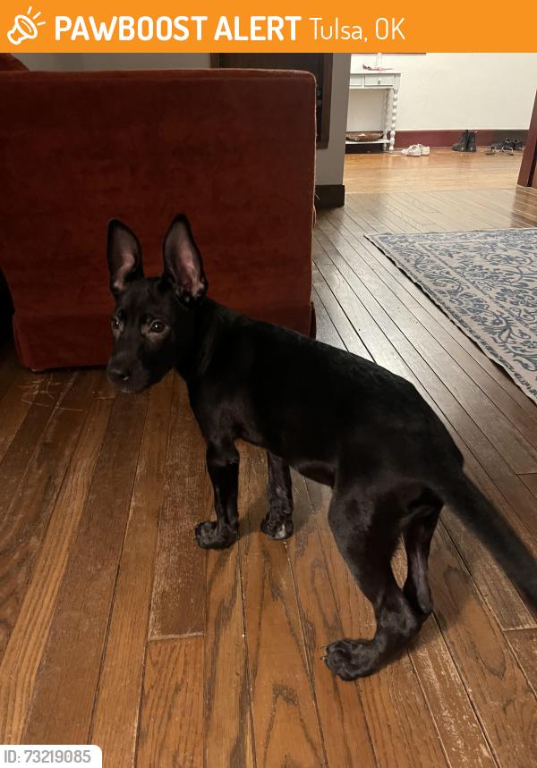 Found/Stray Male Dog last seen S Boston e 13th street Tulsa Oklahoma, Tulsa, OK 74119