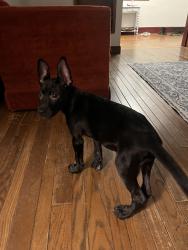 Found/Stray Male Dog last seen S Boston e 13th street Tulsa Oklahoma, Tulsa, OK 74119