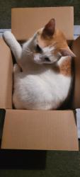 Reunited Female Cat last seen Rt 23 main street, Leola, PA 17540