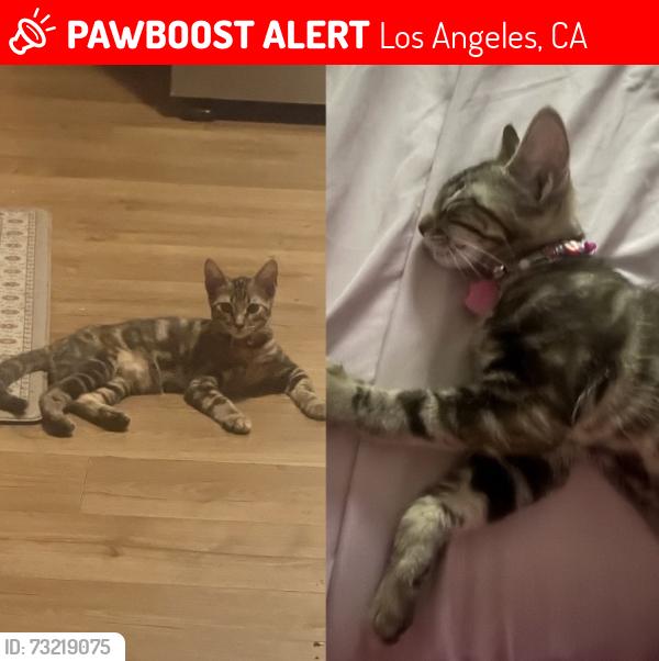 Lost Female Cat last seen buchanan, Los Angeles, CA 90042