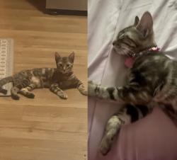 Lost Female Cat last seen buchanan, Los Angeles, CA 90042