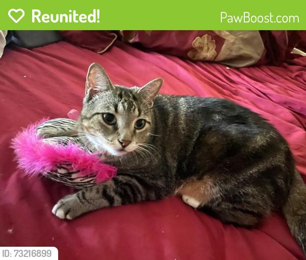 Reunited Female Cat last seen Lauderdale West neighborhood, Plantation, FL 33322