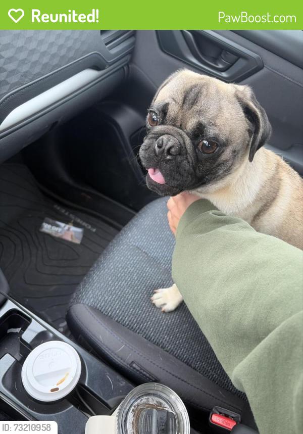 Reunited Male Dog last seen 70th, Portland, OR 97266