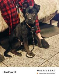 Shelter Stray Male Dog last seen Near 38th ave, Oakland, CA, 1101 29th Ave, Oakland, CA 94601, USA