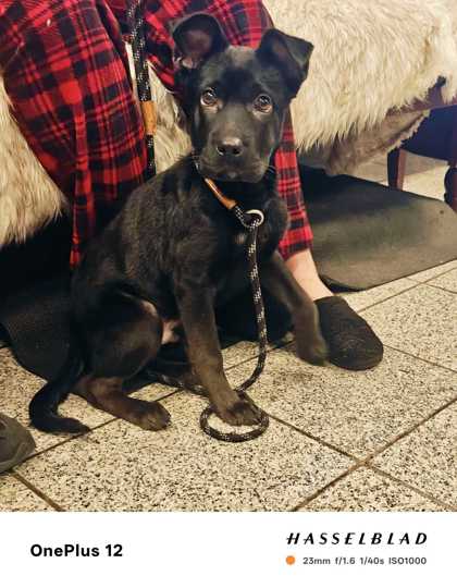 Shelter Stray Male Dog last seen Near 38th ave, Oakland, CA, 1101 29th Ave, Oakland, CA 94601, USA