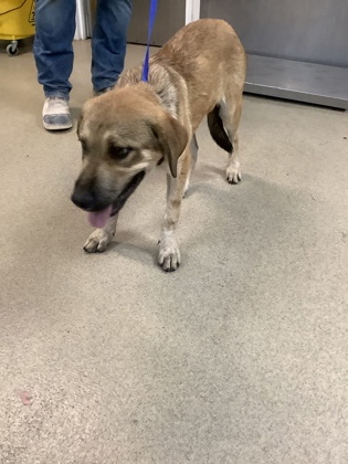 Shelter Stray Male Dog last seen , , TX, 355 Hillshire Dr, Haslet, TX 76052, USA
